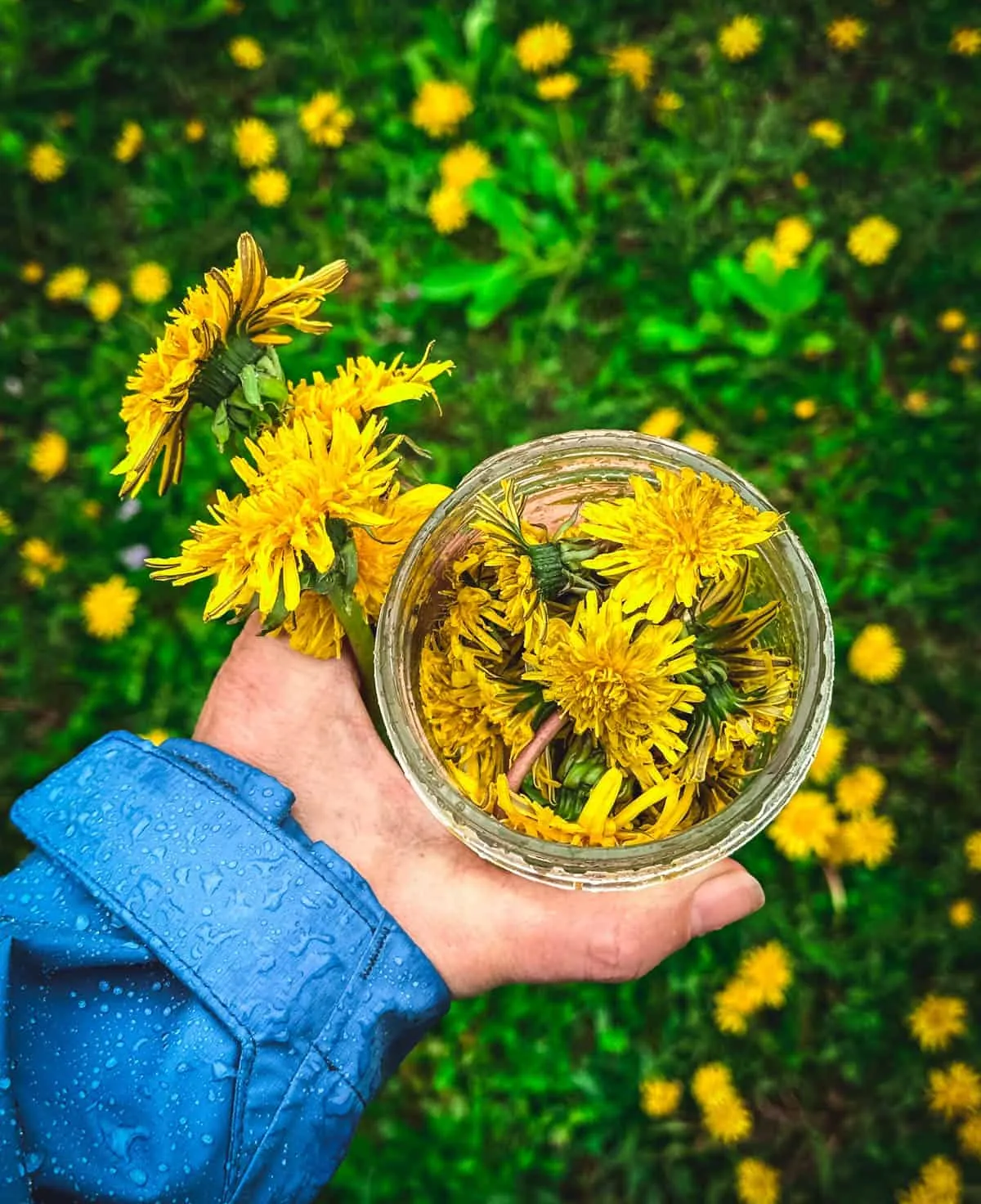 löwenzahn pflücken gelbe blüten in einmachglas sammeln