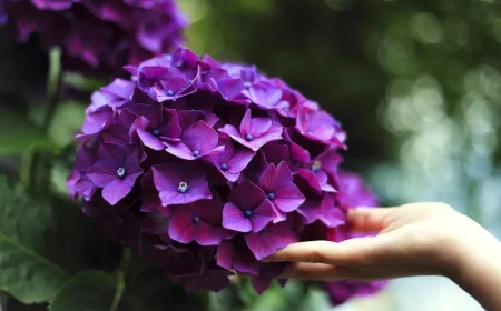 mehr als 1 garten trick fuer hortensien hier