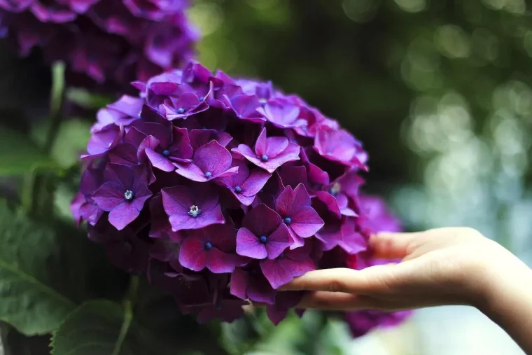 mehr als 1 garten trick fuer hortensien hier