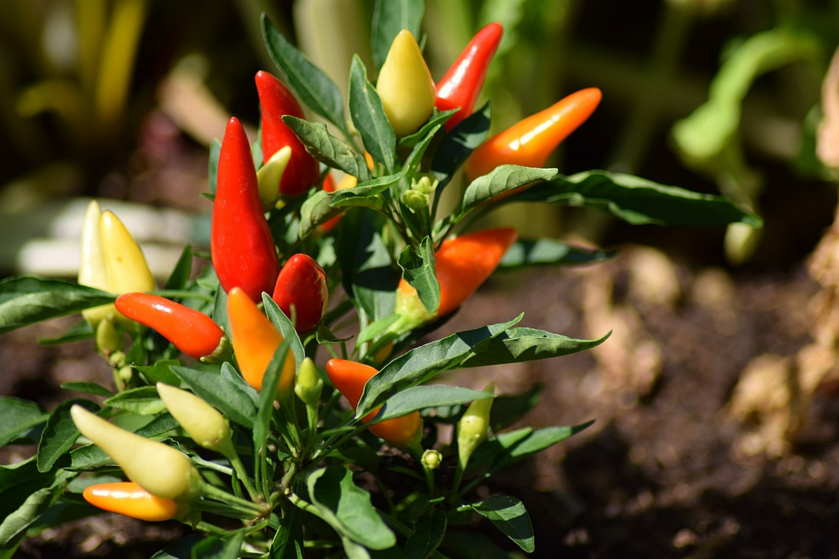paprika pflanzen tipps reifende chilis