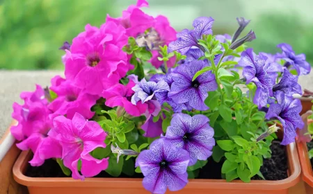 petunien violett und lila blumenkasten aus kunststoff