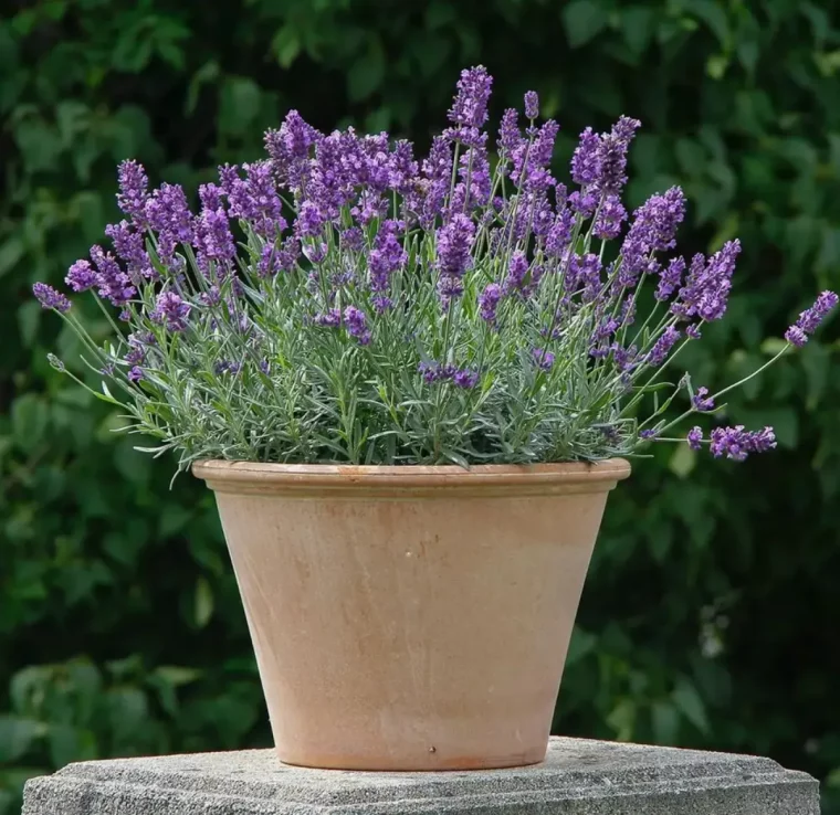 pflegeleichte blumen die in deutschland wachsen lavendel in blumentopf anbauen
