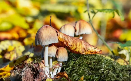 pilze im garten loswerden mit essig was tun gegen sporen