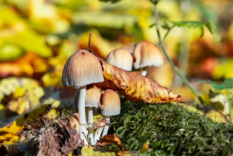 pilze im garten loswerden mit essig was tun gegen sporen