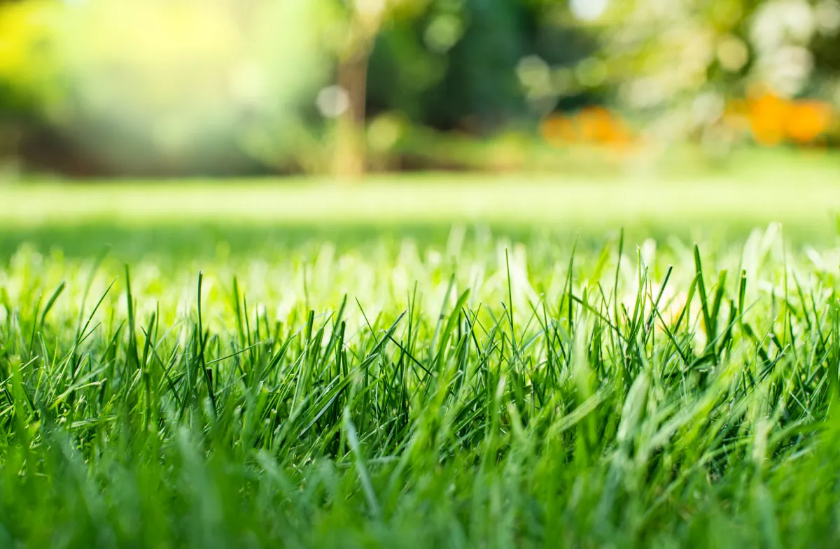 richtige rasenpflege im sommer für gesundes und schönes gras