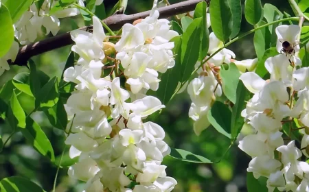 schnell wachsende bäume weiße akazie robinie trauben in weiß