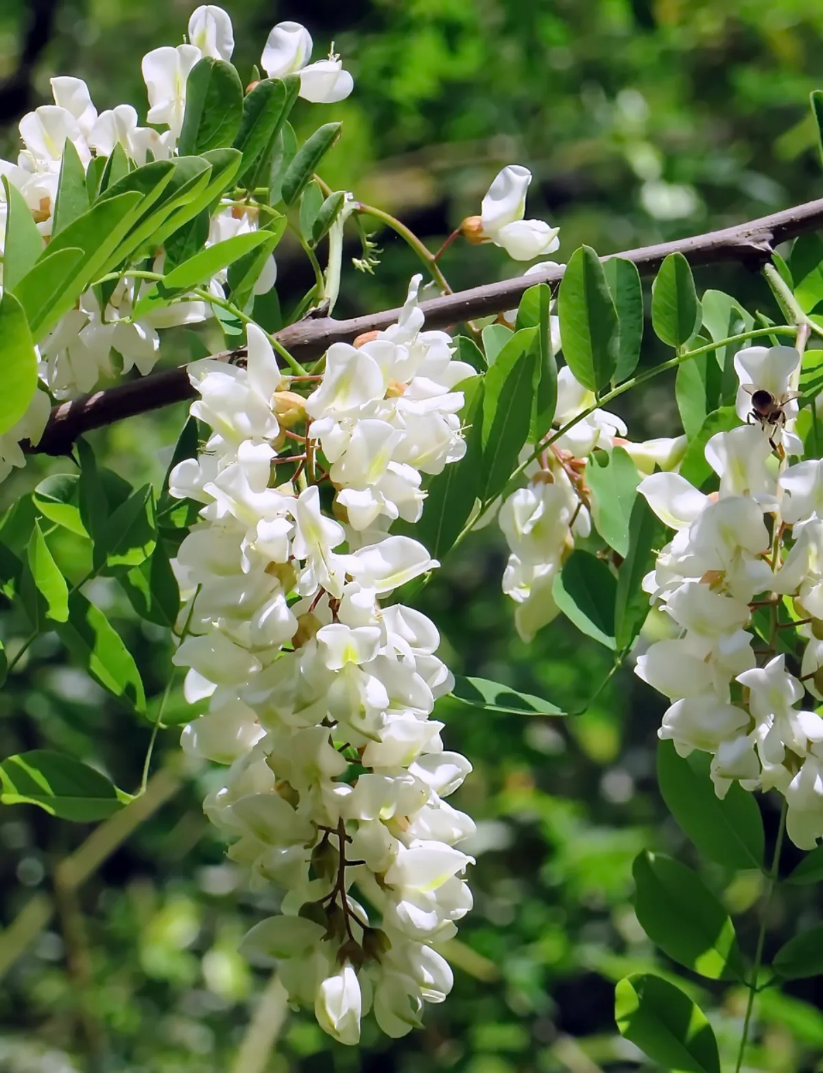 schnell wachsende bäume weiße akazie robinie trauben in weiß