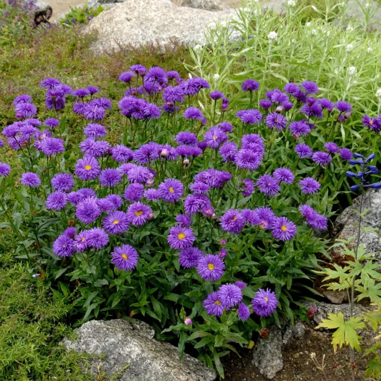schottergaerten verbieten welche pflanzen fuer schottergarten alpenaster blueht