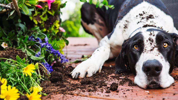 schwarz weißer hund buddelt im garten und zerstört blumen