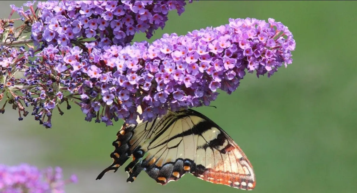 sommerflieder lilafarbene blüten schmetterling gelb und braun