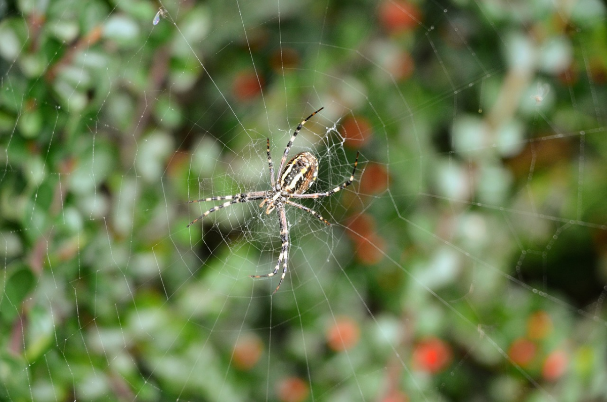 spinenstich erkennen spinne netz insekt garten
