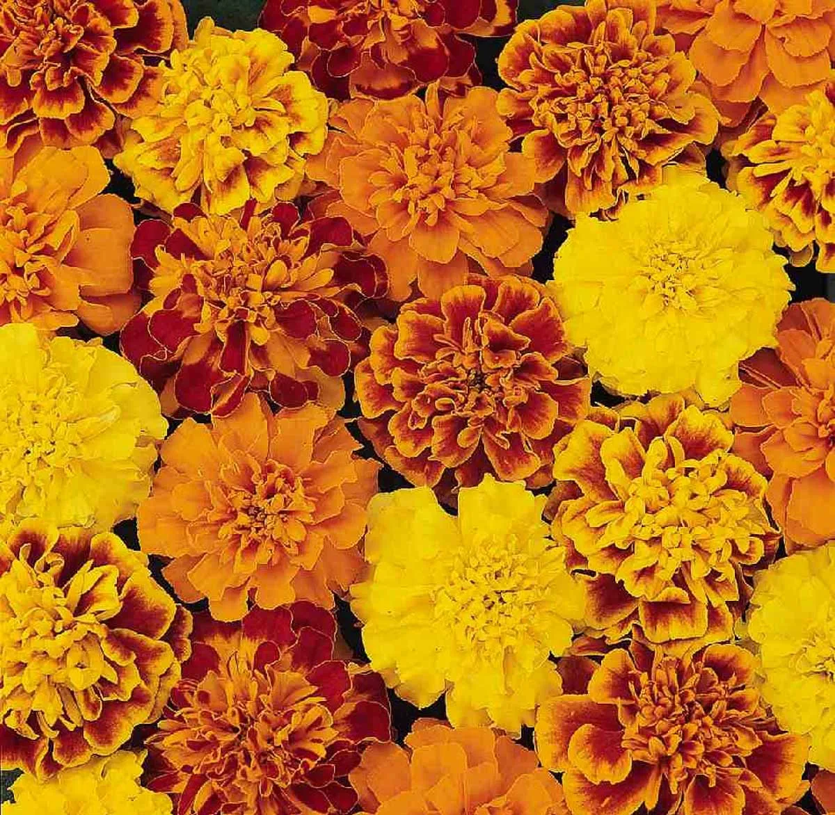 tagetes gemixte blüten gelb und orange blütenpracht