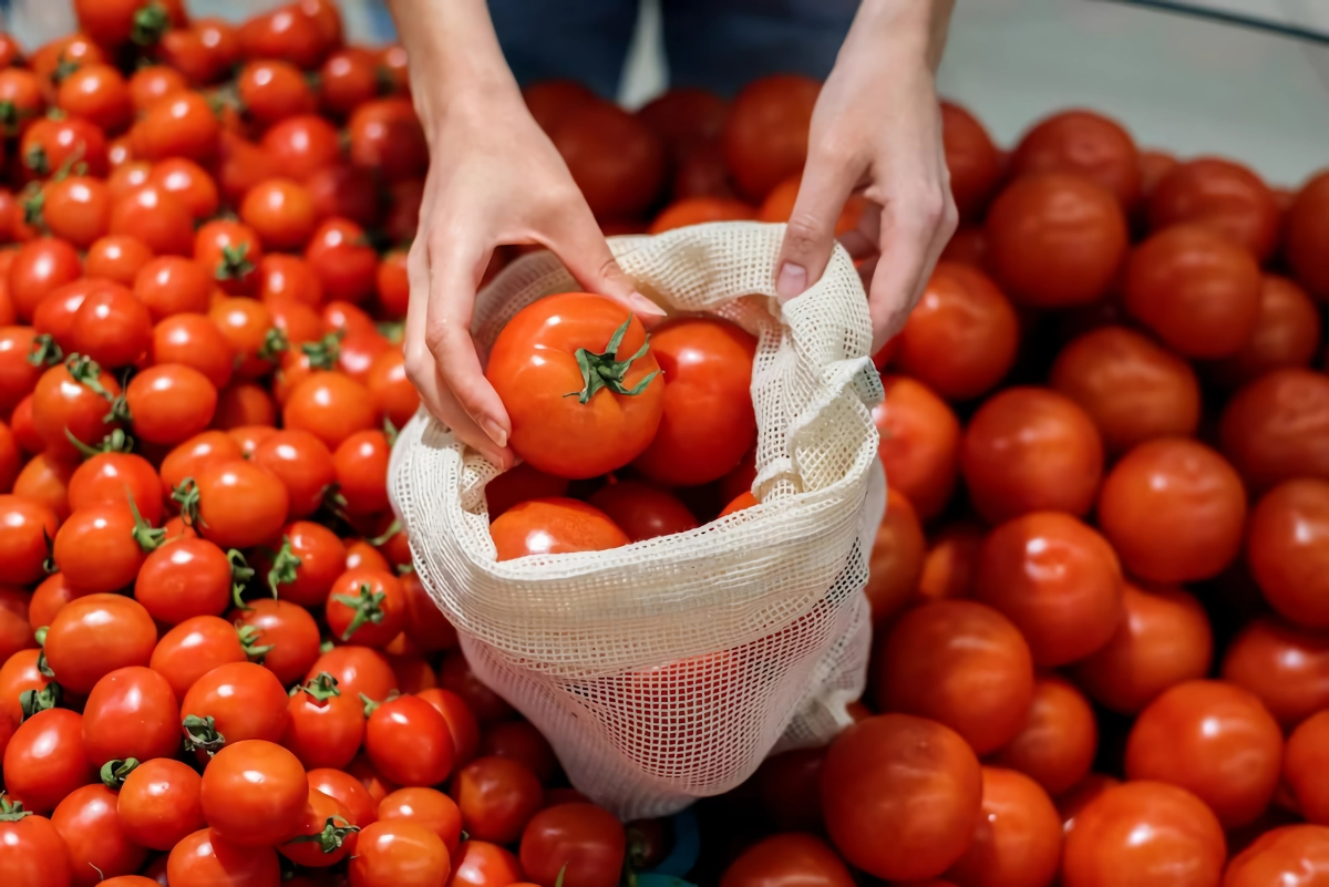 tomaten aufbewahren wie tomaten lagern