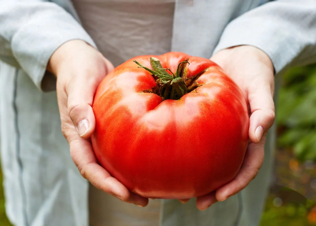 tomaten das geheimnis der guten tomaten