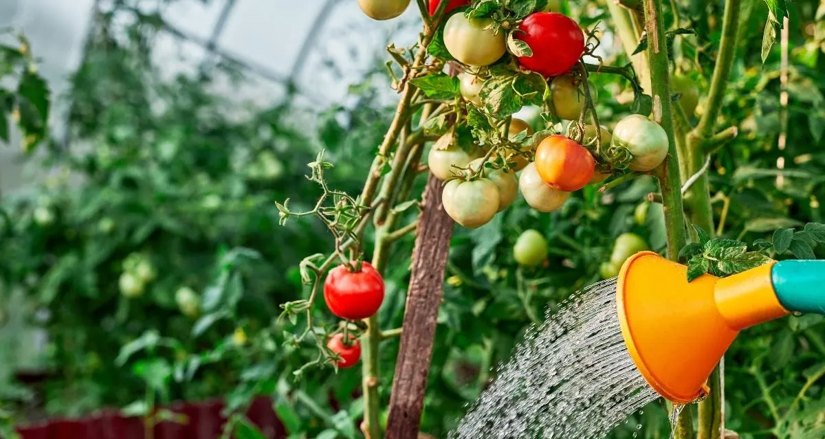 Wann sollte man Tomaten gießen: morgens oder abends?