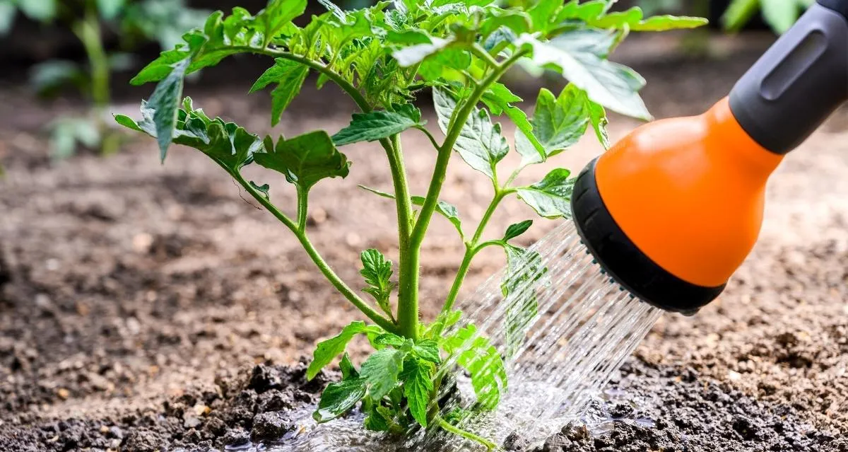 tomaten gießen zu viel wasser verlangsamt die reifung