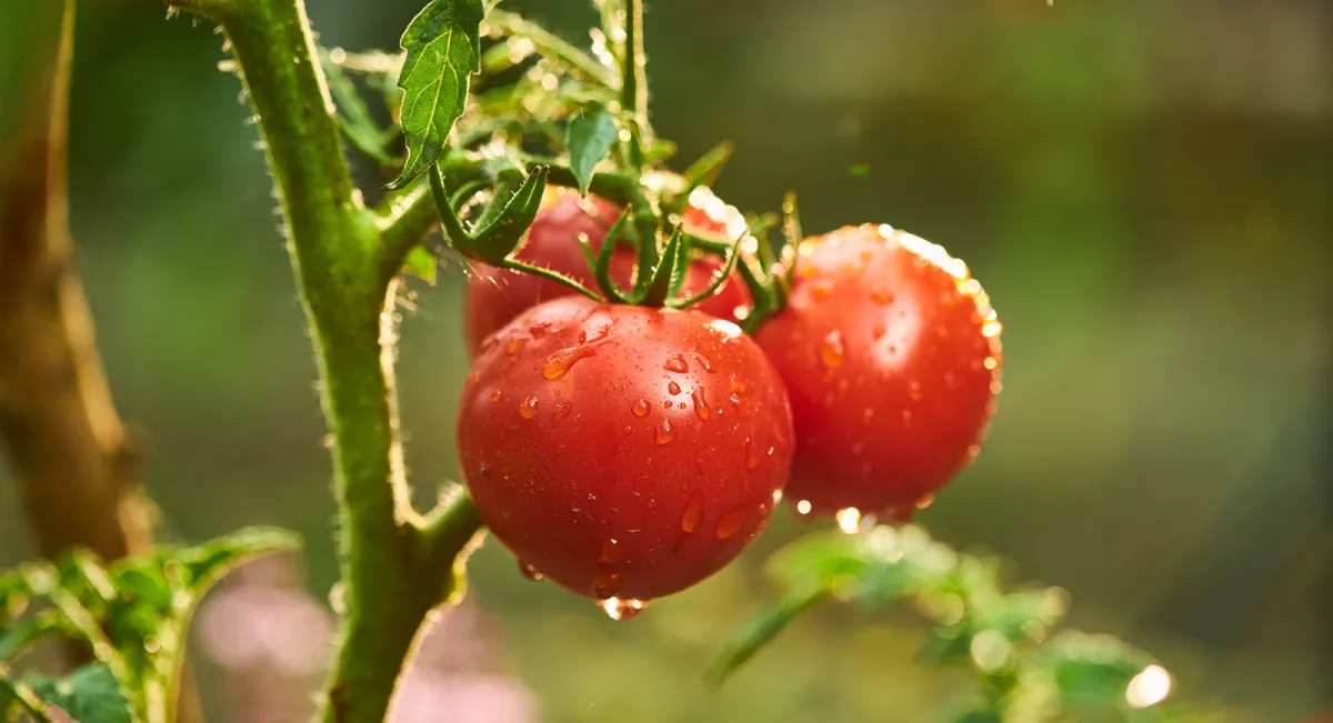 tomaten morgens gießen stunden nach sonnenaufgang