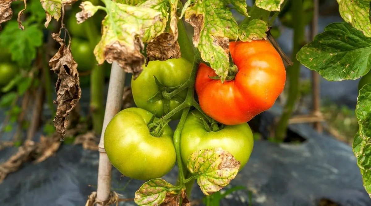 top ursachen und lоеsungen für gelbe blаеtter an tomatenpflanzen
