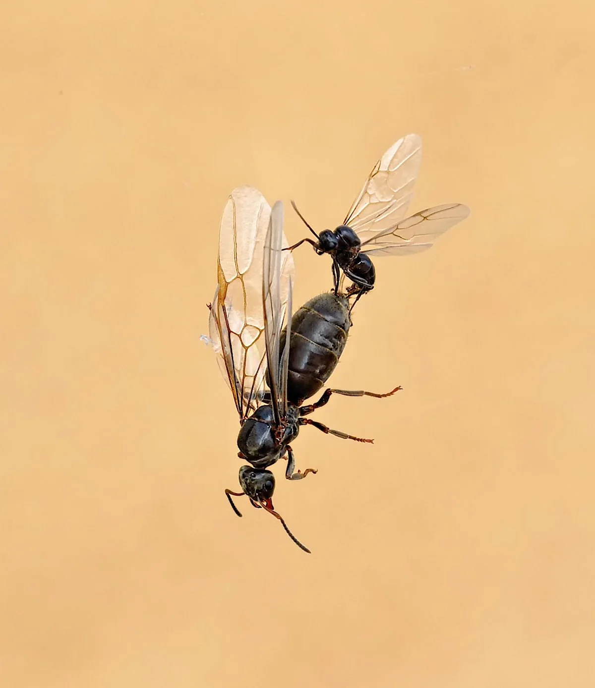 tricks fliegende ameisen bekaempfen