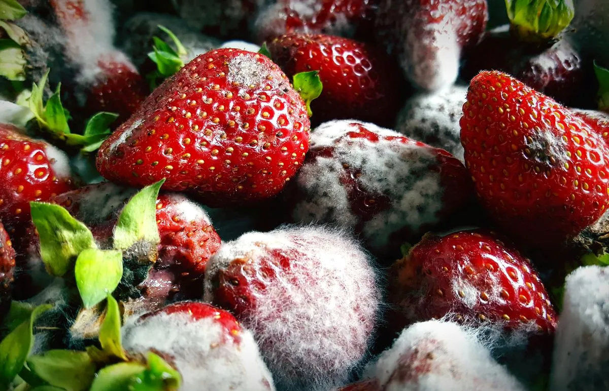 verdorbene erdbeeren faul schimmelpilze verbreitet