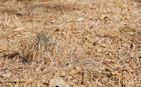 vertrockneten rasen retten braunes gras ursachen und tipps