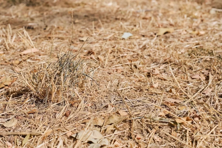 vertrockneten rasen retten braunes gras ursachen und tipps