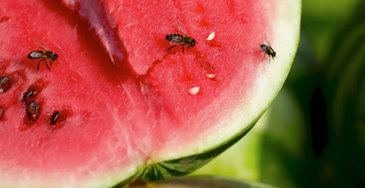 vorbeugende maßnahmen gegen fruchtfliegen verdorbendes obst sofort wegwerfen