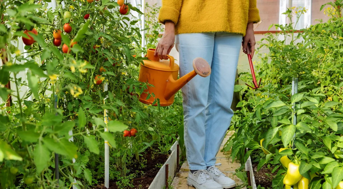 wann sollte man tomaten gießen orange gießkanne frau jeans weiße sneaker gelbe bluse
