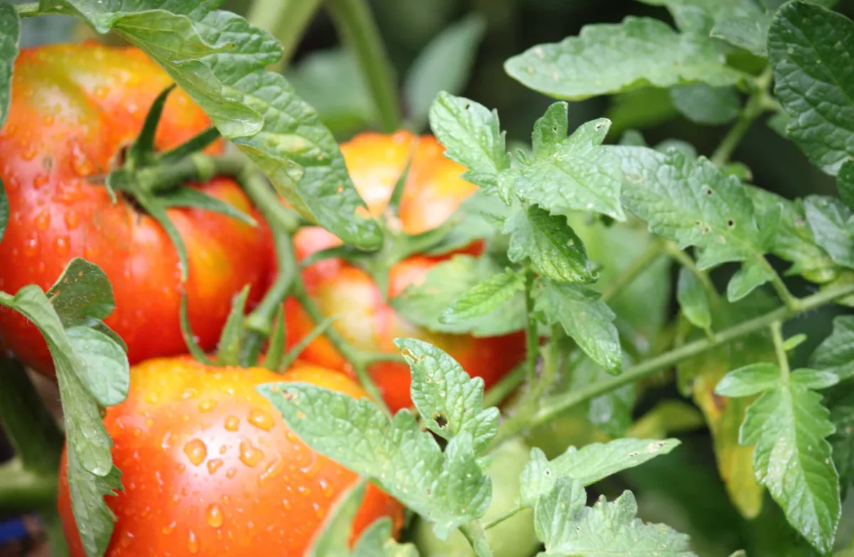 wann sollte man tomaten gießen und wie viel wasser brauchen sie