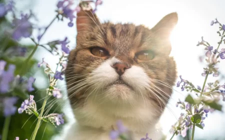 was hilft gegen katzen im garten katze sieht von hoch in lavendel beet