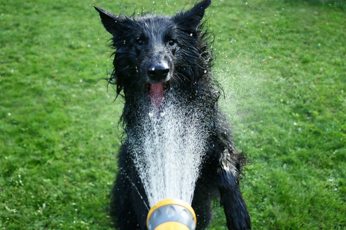 was tun gegen aufsteigende hitze haustier hund mit wasser bespruehen