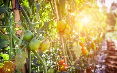 welche ursachen und lоеsungen für gelbe blаеtter an tomatenpflanzen