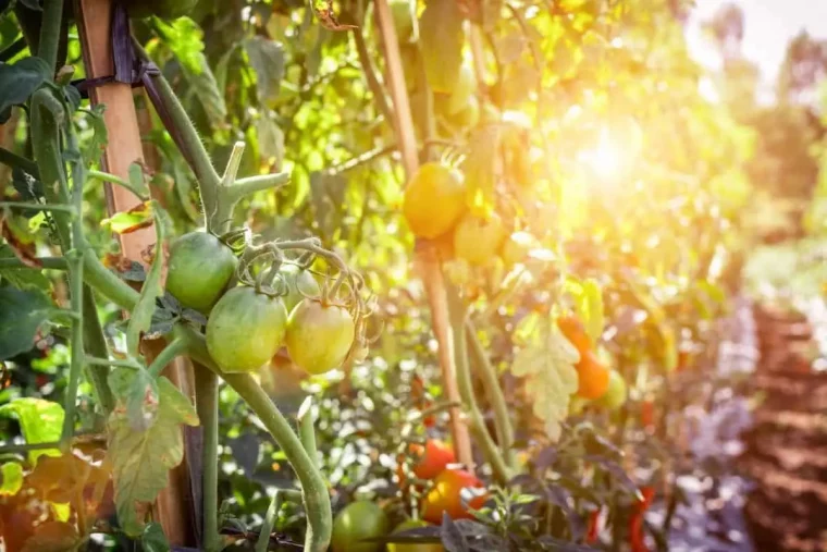 welche ursachen und lоеsungen für gelbe blаеtter an tomatenpflanzen