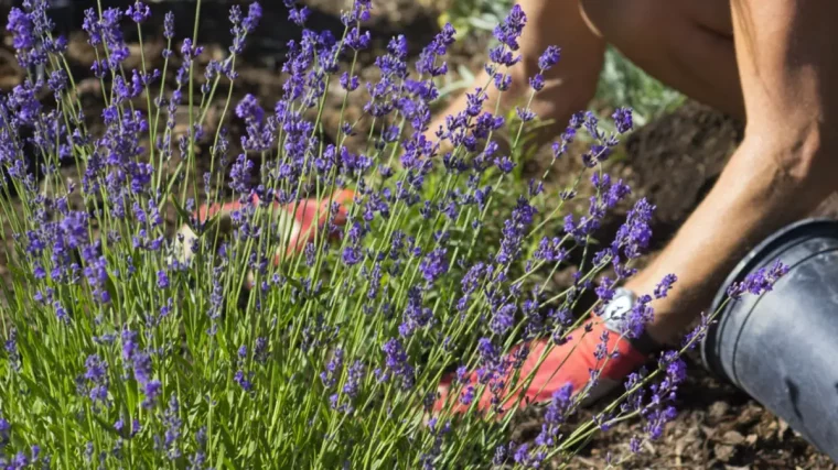 welche pflanzen im schottergaerten frau schneidet lavendel strauch