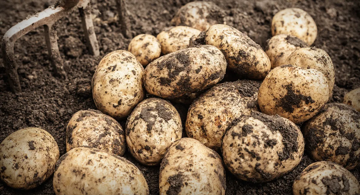 wichtigste gartenarbeiten im juli kartoffeln ernten