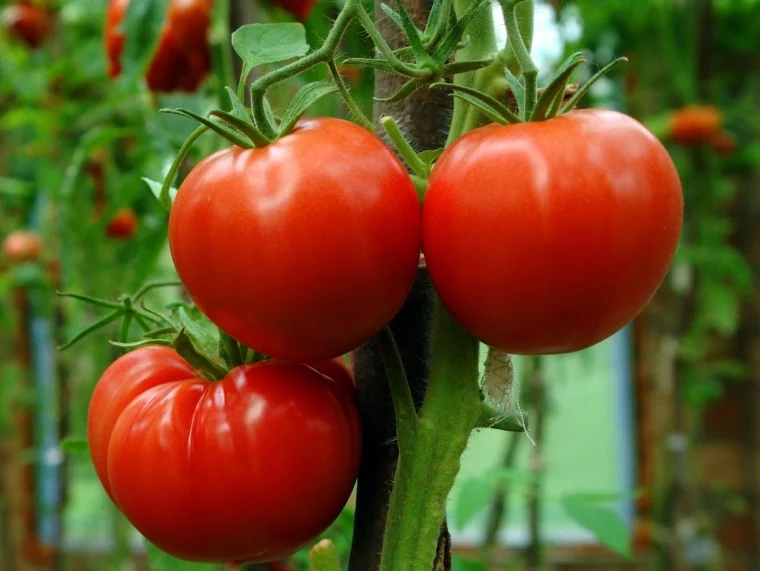 wie bekommt man einen hohen ertrag bei tomaten