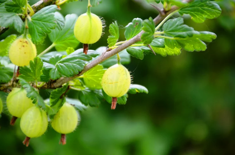 wie gesund ist eine stachelbeere beerenstrauch