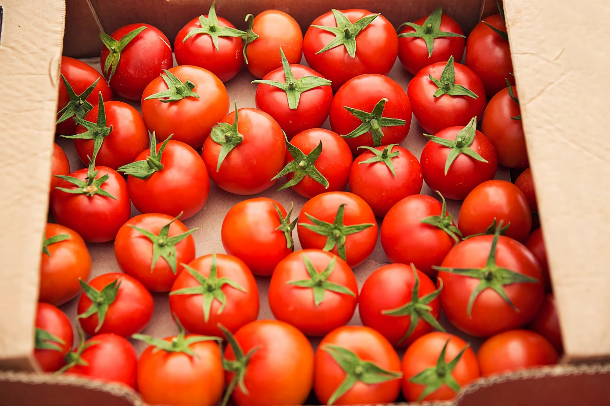 wie lagert man tomaten am besten boy aus pappe