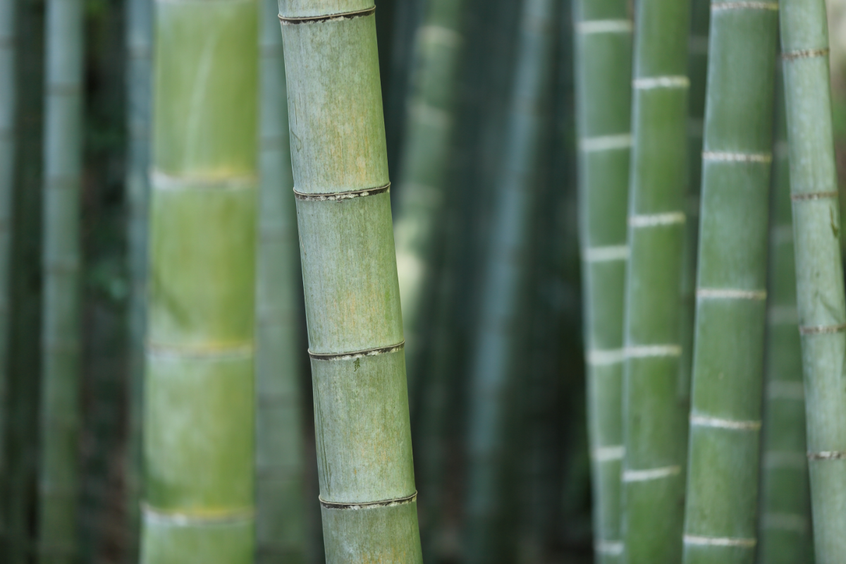 wintergarten hitzeschutz bambus lange zimmerpflanze