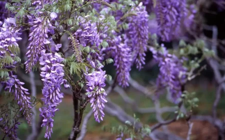 wisteria schnell wachsende kletterpflanzen für den vorgarten