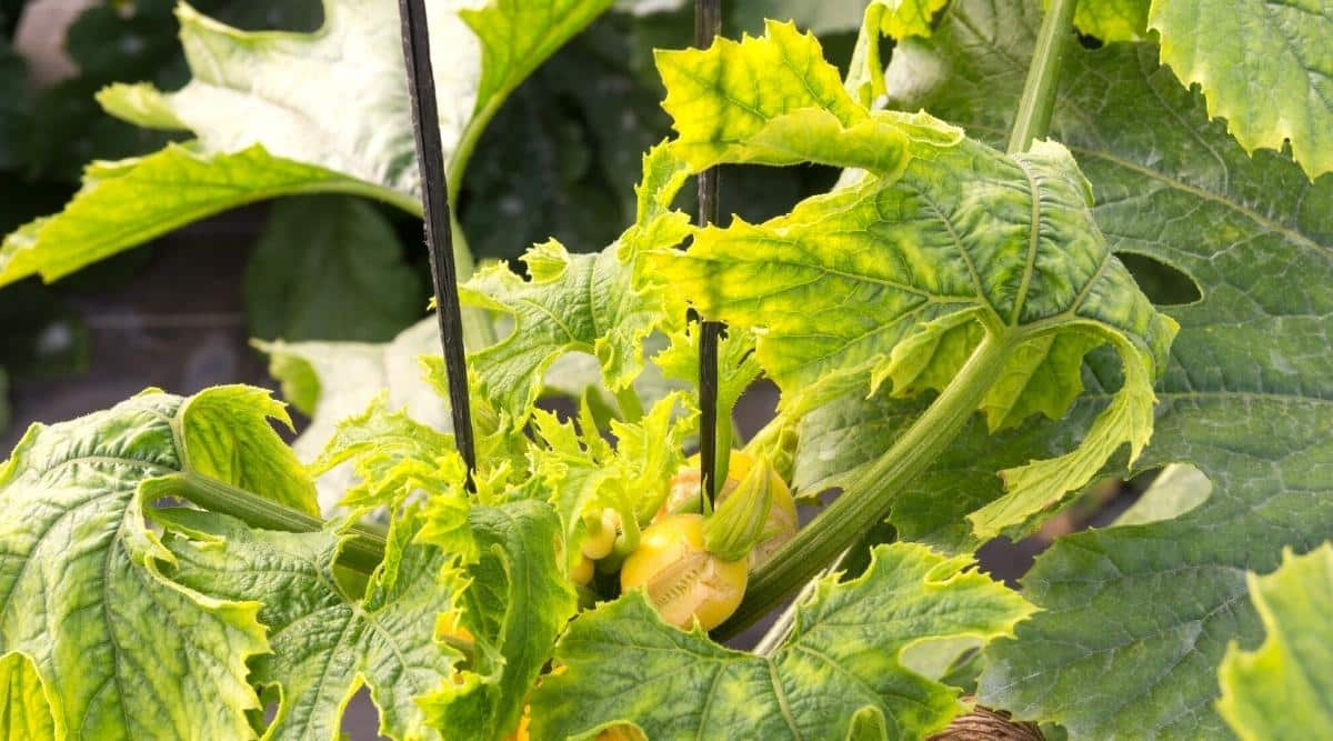 zu trockene zucchini pflanzen wachsen nicht