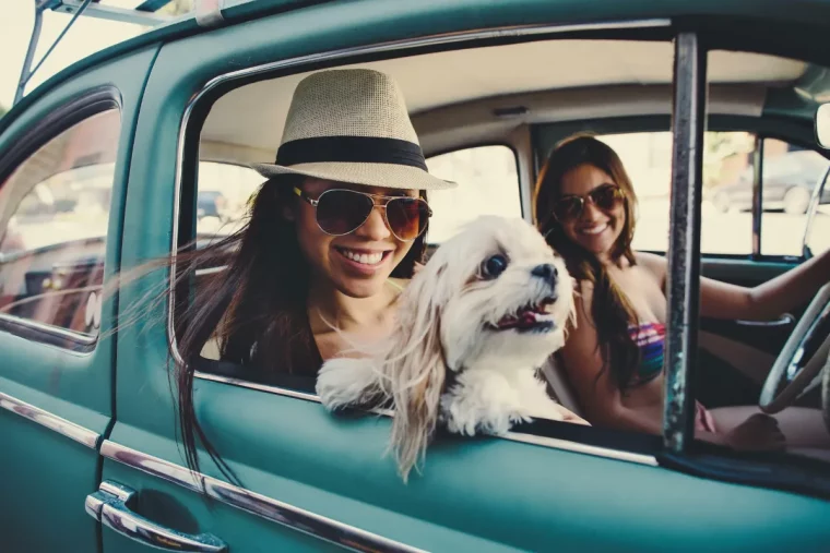 mit dem hund im auto in den urlaub fahren