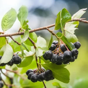 aroniabeeren ernten was dabei beachten reifezeit wann