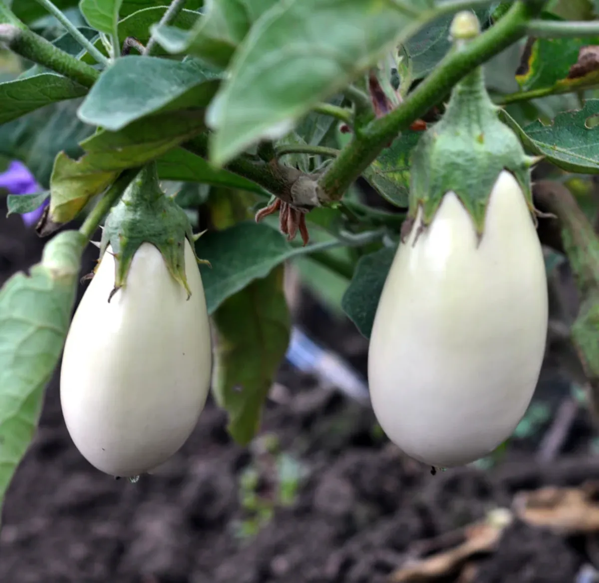 aubergine richtig pflegen auberginensorten weiß rund