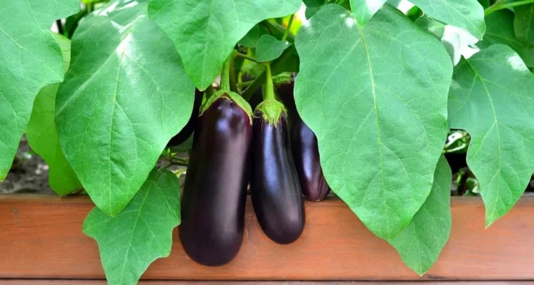 aubergine richtig pflegen feuchtigkeitsliebende pflanze regelmäßig gießen