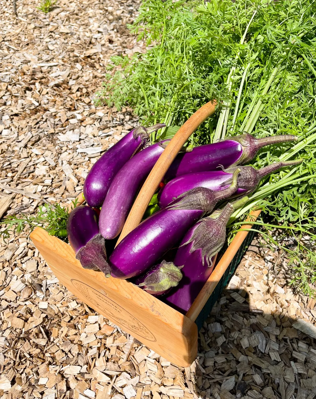 auberginen anbauen im gewächshaus für eine reiche ernte