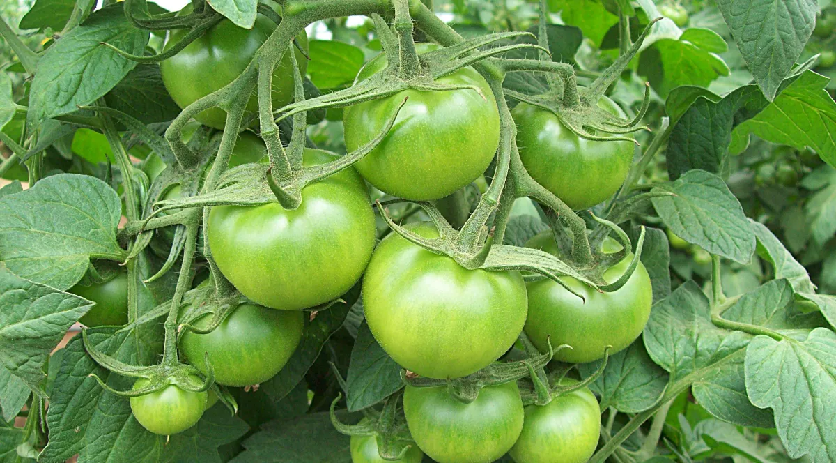 bei kühlem regnerischem wetter tomaten zum reifen lagern