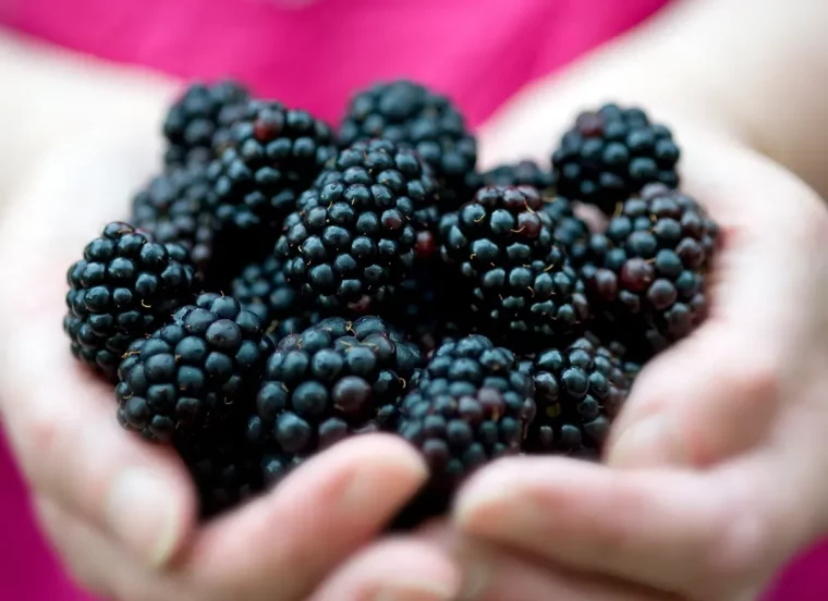 brombeeren ernten gesundheitliche vorteile bei erkältungen eingesetzt