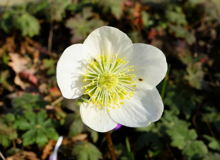 christrose mit kaffeesatz duengen kafeeeals duenger fuer welche pflanzen