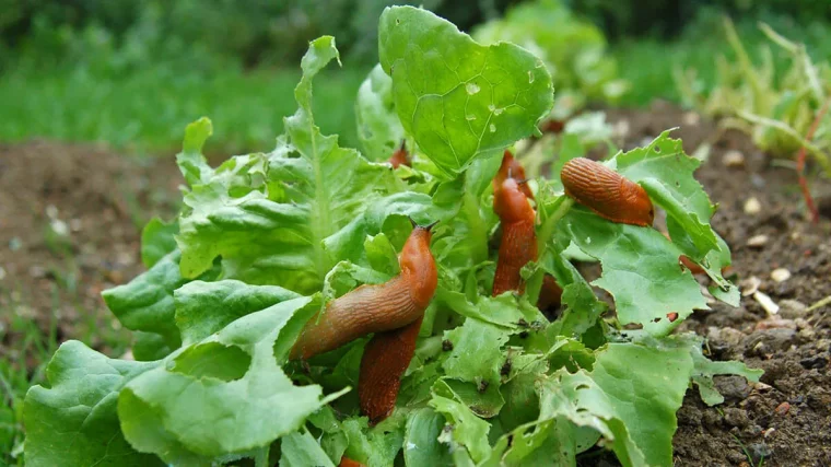 deshalb nacktschnecken niemals mit salz bekaempfen